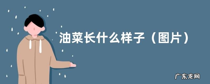 图片 油菜长什么样子 刚长出来小油菜的样子