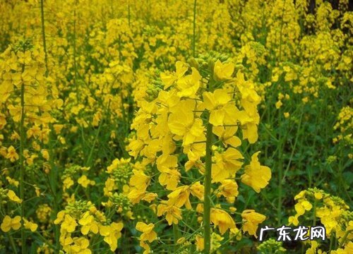 图片 油菜长什么样子 刚长出来小油菜的样子