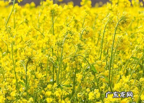 图片 油菜长什么样子 刚长出来小油菜的样子