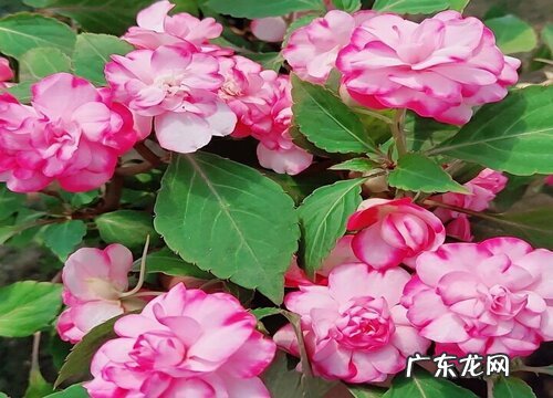 凤仙花是什么植物