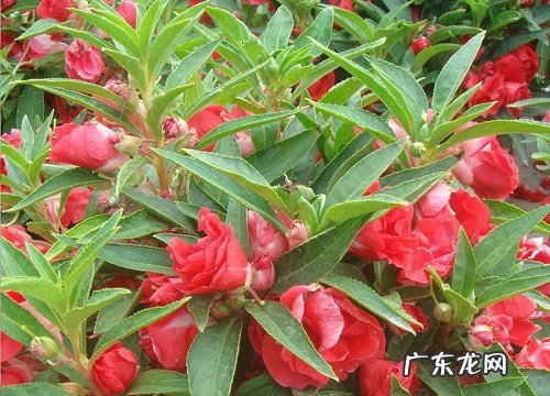 凤仙花是什么植物