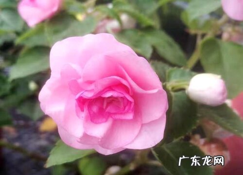 凤仙花是什么植物