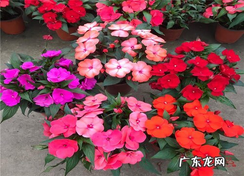 凤仙花是什么植物