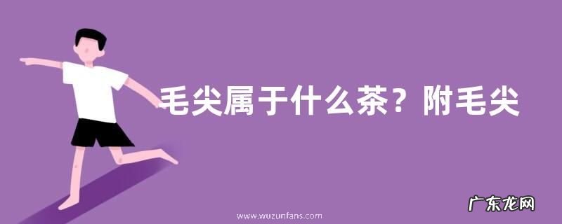 毛尖属于什么茶？附毛尖的选择方法及饮用效果
