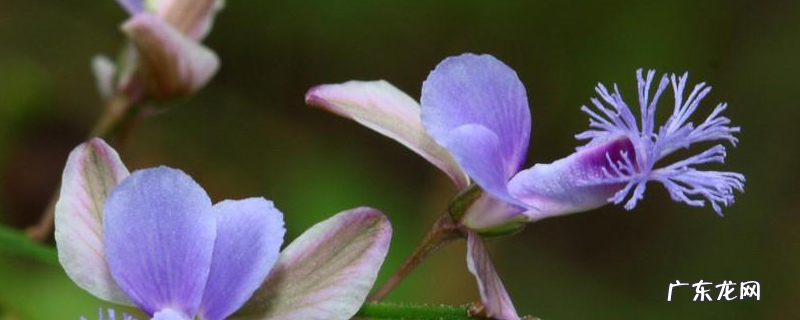 远志的产地分布,产地环境是怎样的