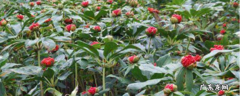 重楼的产地分布,重楼的产地环境