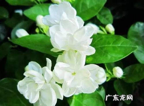 茉莉花适合放在哪里 摆放在什么位置养好
