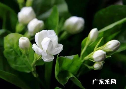 茉莉花适合放在哪里 摆放在什么位置养好