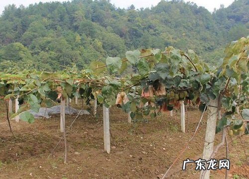 猕猴桃几月开花几月结果 什么时候成熟上市