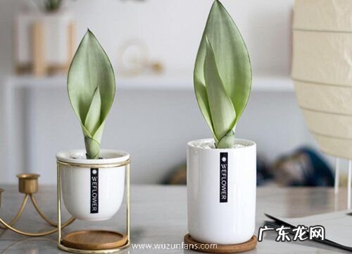 图片 虎皮兰用什么花盆最好 用大花盆还是小花盆种好看