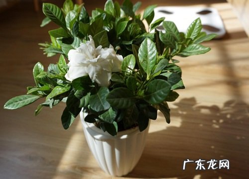 图片 栀子花什么颜色5大品种都开白颜色的花