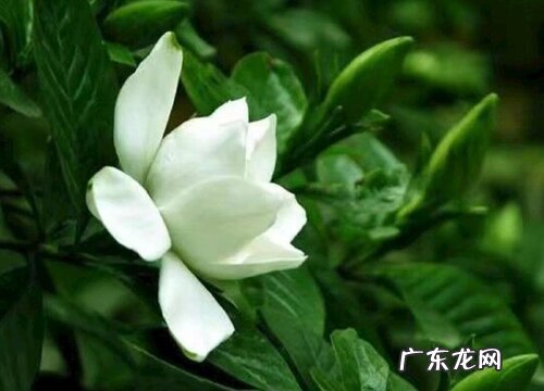 图片 栀子花什么颜色5大品种都开白颜色的花