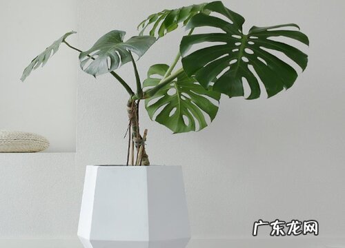 龟背竹的繁殖方法 播种、分株与扦插繁殖时间与方法