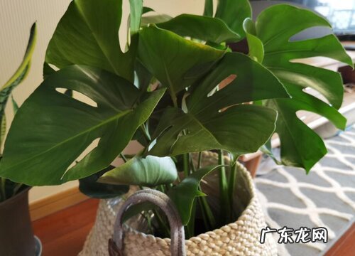 龟背竹的繁殖方法 播种、分株与扦插繁殖时间与方法