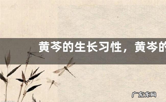 黄芩的生长习性,黄岑的开花结果习性