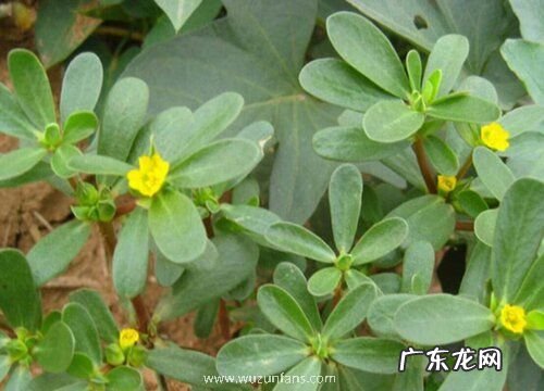 马齿苋是什么菜