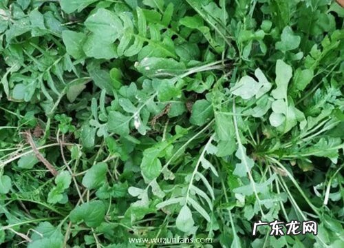 马齿苋是什么菜