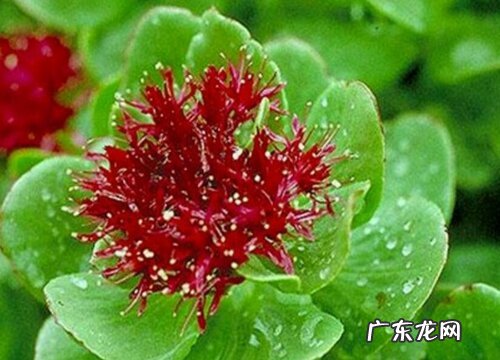 图片 红景天长什么样子 药材红景天的样子特点