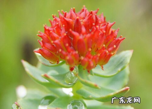 图片 红景天长什么样子 药材红景天的样子特点