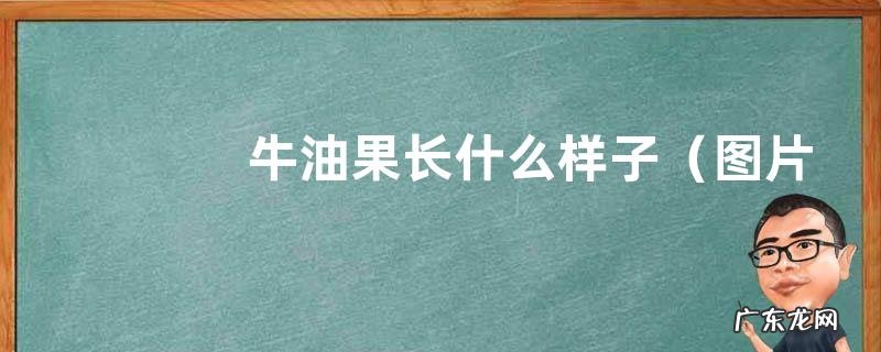 图片 牛油果长什么样子 牛油果树长的样子与特点