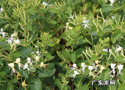 图片 金银花长什么样子 野生金银花的形状与样子