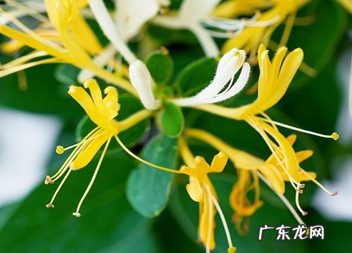 图片 金银花长什么样子 野生金银花的形状与样子