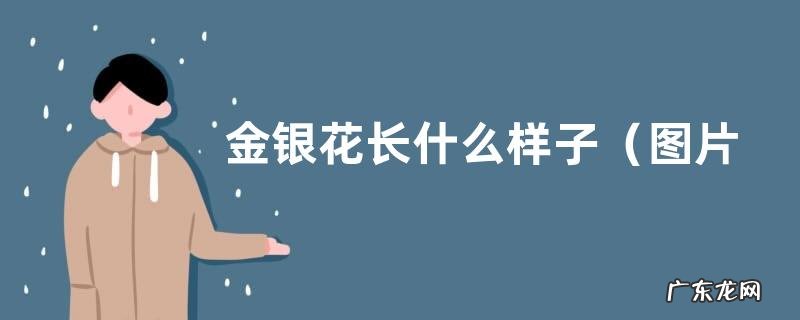 图片 金银花长什么样子 野生金银花的形状与样子