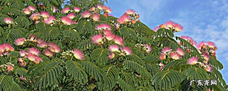 合欢花的产地分布,附产地环境和花语传说