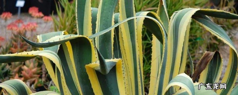 龙舌兰有毒吗?龙舌兰酒有毒吗