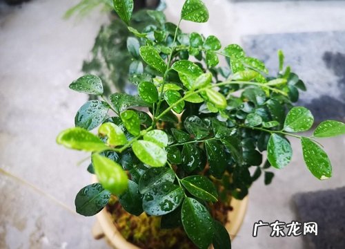 九里香的繁殖方法有哪些 详解扦插、压条、播种三大繁殖措施