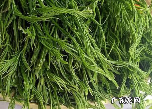 臭菜是什么菜