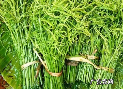 臭菜是什么菜