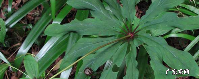 重楼的种植时间,种子如何处理