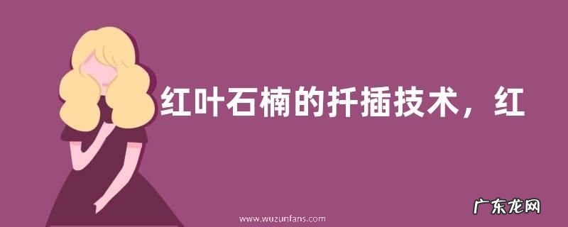 红叶石楠的扦插技术,红叶石楠的扦插管理
