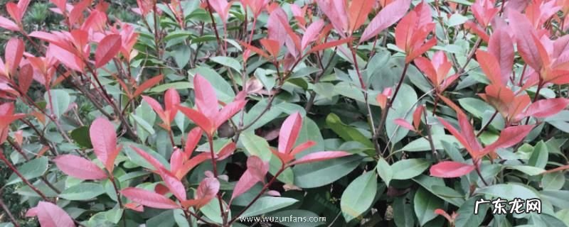 红叶石楠的扦插技术,红叶石楠的扦插管理