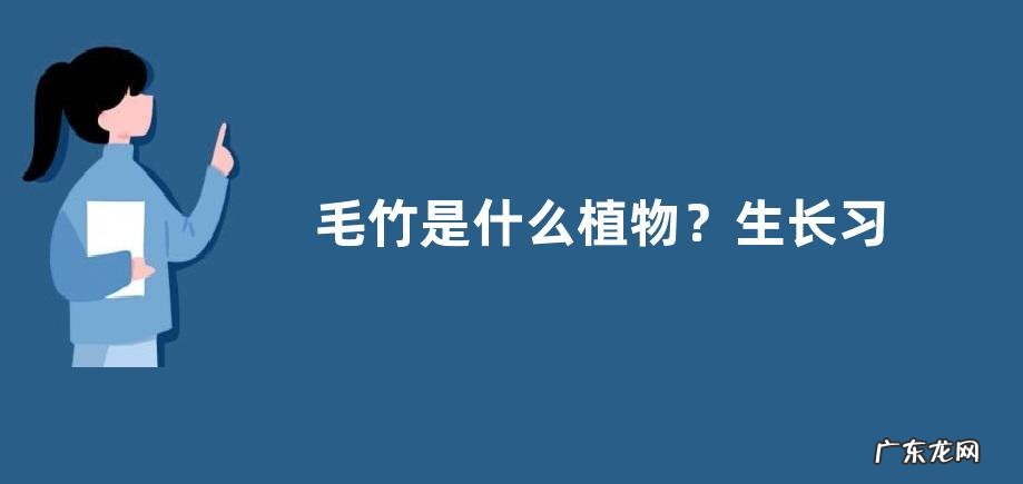 毛竹是什么植物?生长习性是什么