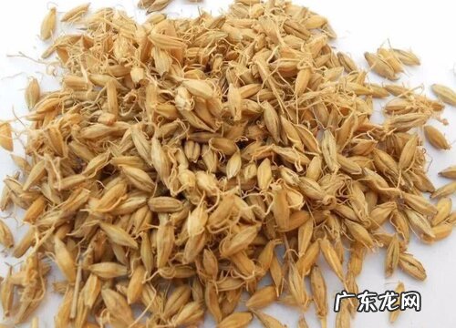 大麦和麦芽一样吗 通过图片来区别