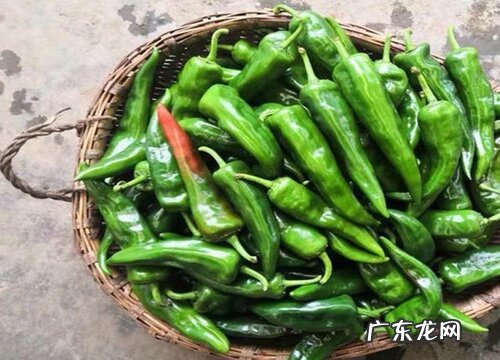 青椒的储存方法 怎样保存才能保持新鲜