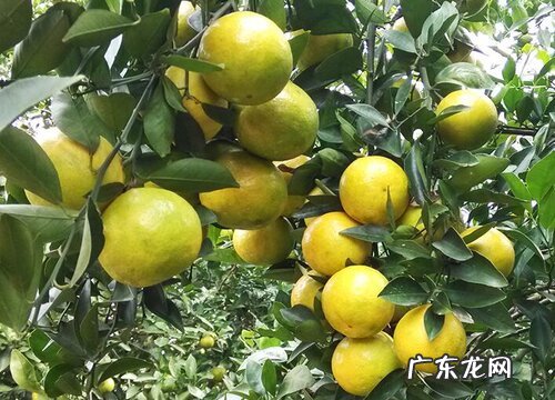 柑橘是被子植物吗