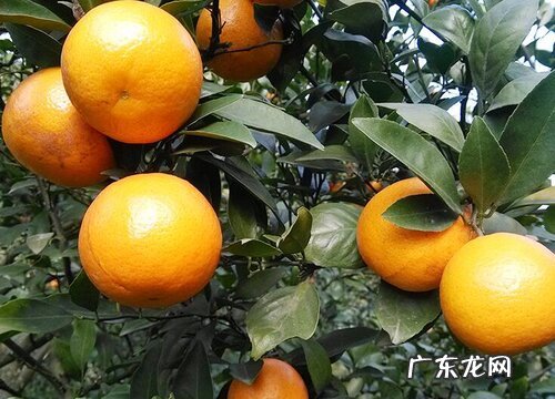 柑橘是被子植物吗