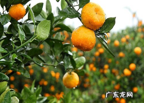 柑橘是被子植物吗