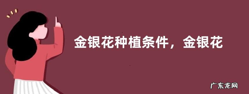 金银花种植条件,金银花的用途