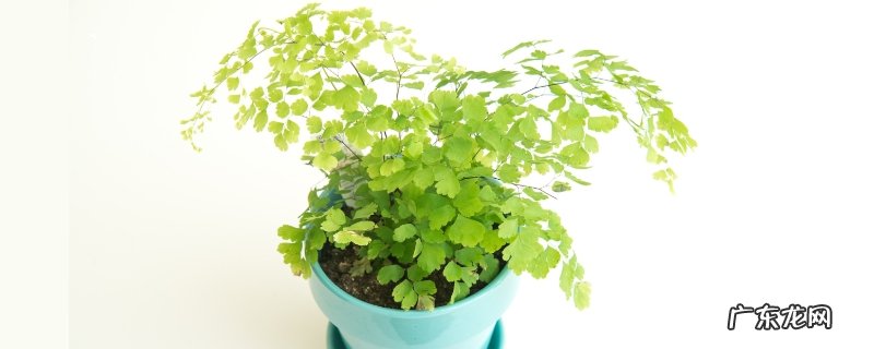 铁线蕨叶子发黄怎么办，发黄原因是什么