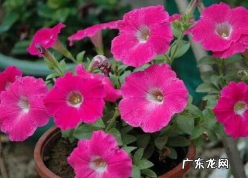 矮牵牛花是一年生还是多年生 属于一二年生花卉吗