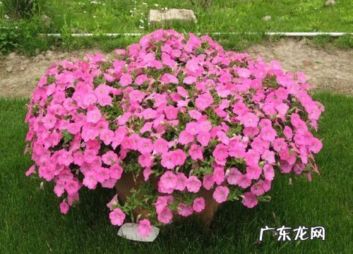 矮牵牛花是一年生还是多年生 属于一二年生花卉吗