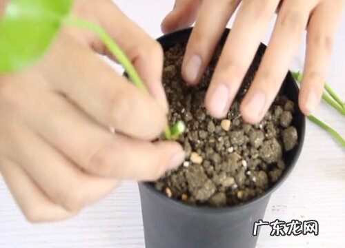 绿萝几月份扦插最好