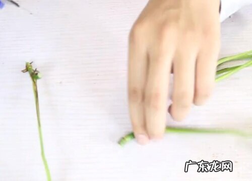 绿萝几月份扦插最好