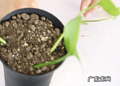 绿萝几月份扦插最好