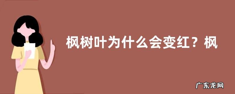 枫树叶为什么会变红?枫叶什么时候变红和落叶
