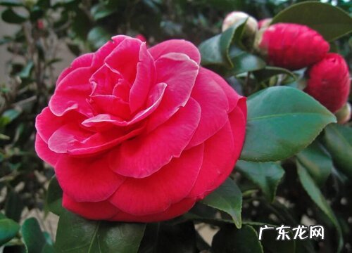 山茶花在室内养有毒吗